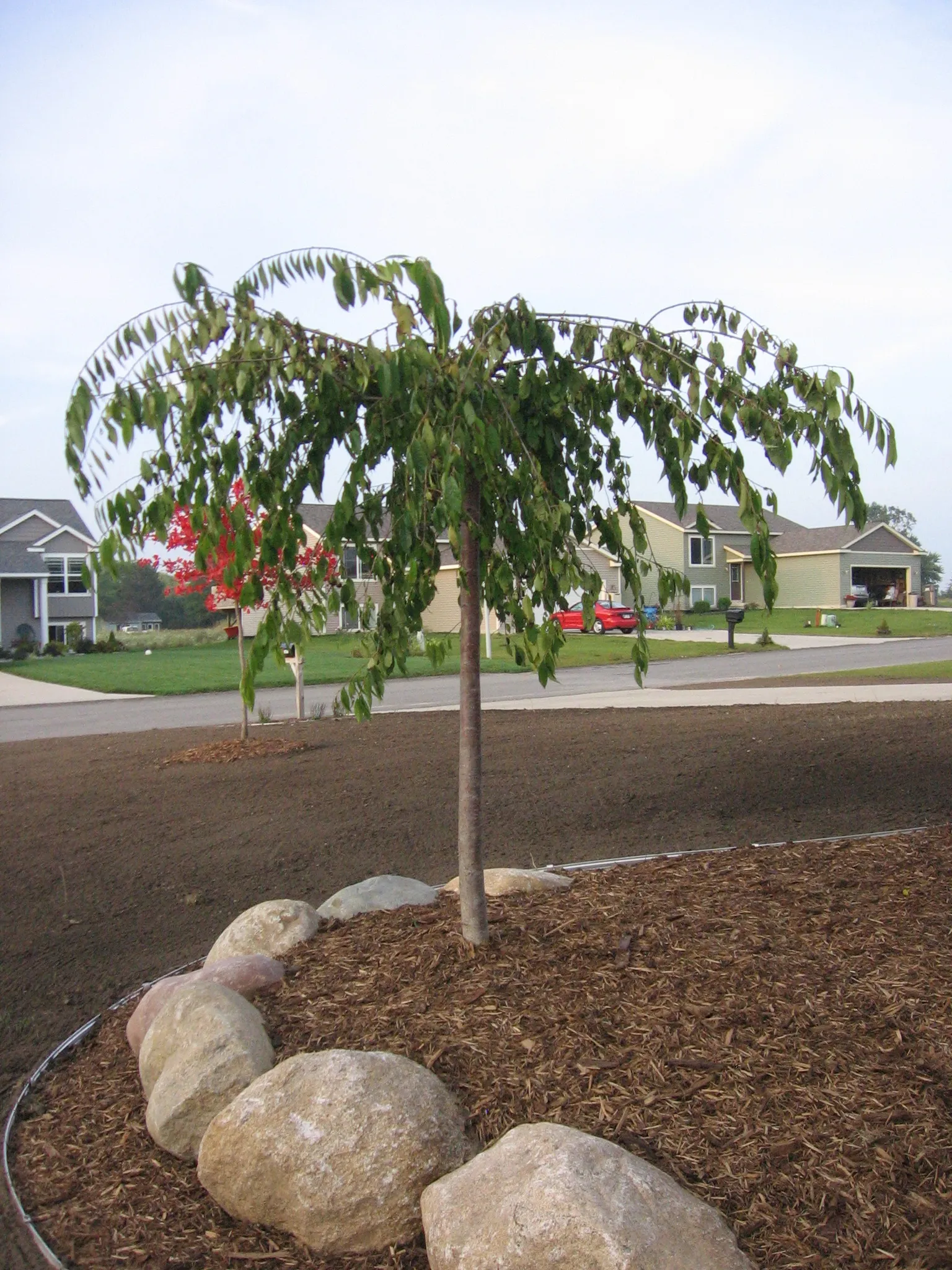 Ornamental tree planting with mulch bed